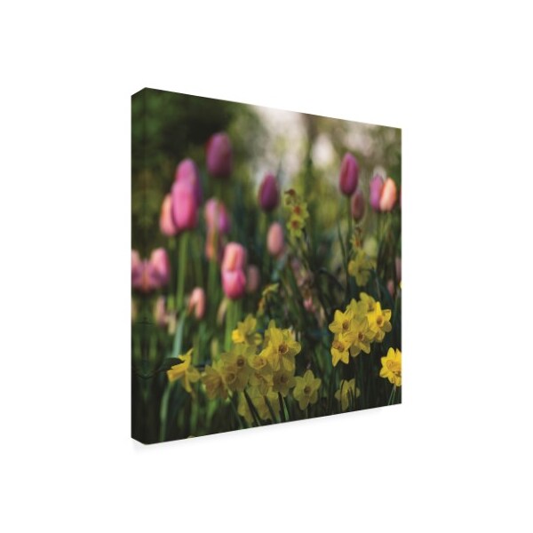 Kurt Shaffer Photographs 'Daffodils And Tulips Of Spring' Canvas Art,24x24